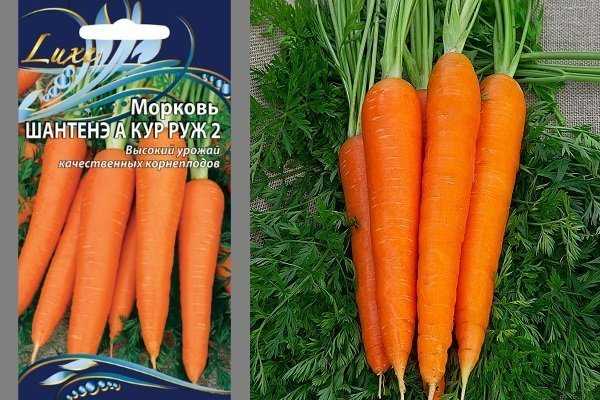 Описание сорта моркови шантанэ: от агротехники выращивания до сбора урожая