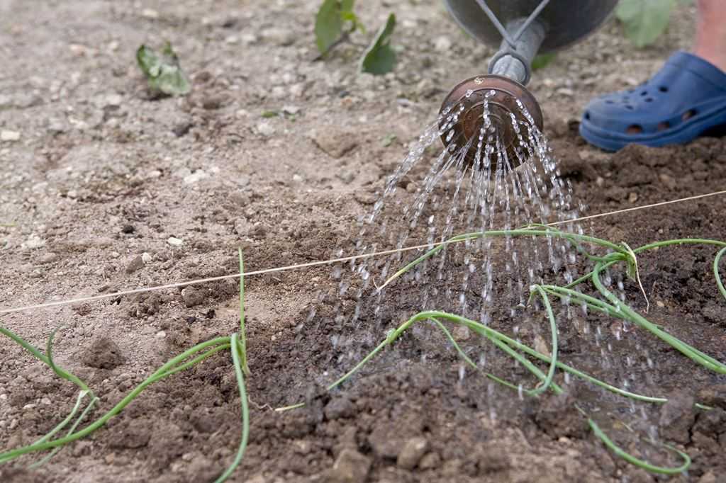 Лук-севок: когда сажать лук и как ухаживать в открытом грунте