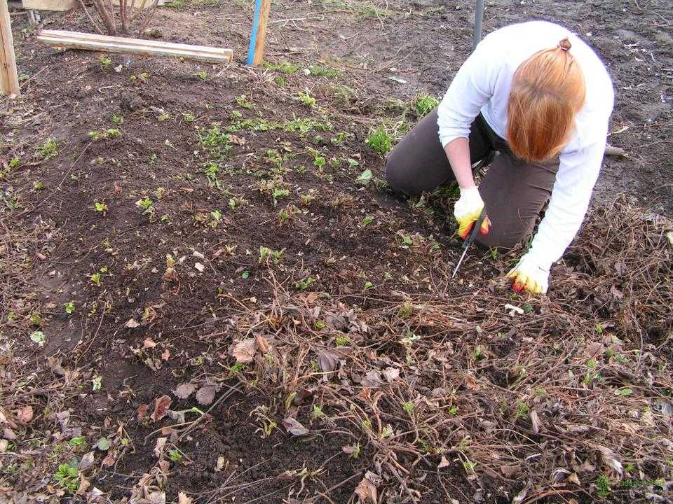 Как и когда обрезать клубнику осенью, чтобы был хороший урожай: инструкция для начинающих