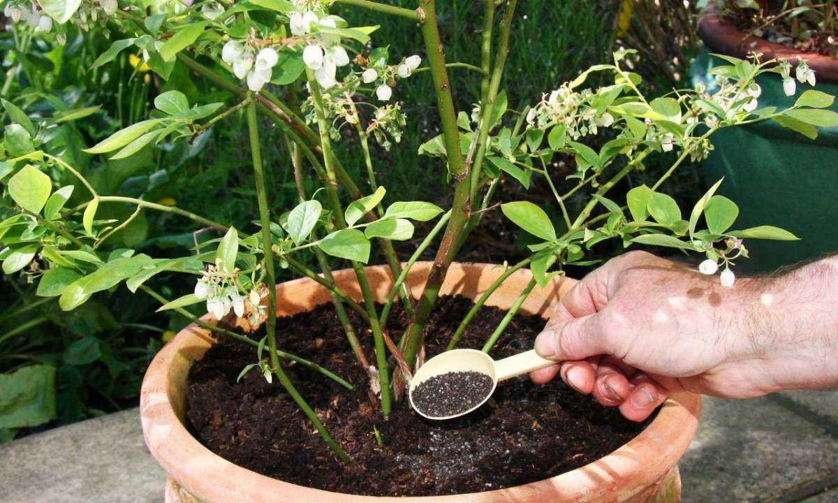 Пересадка жасмина на другое место: можно ли пересаживать растение, когда лучше пересадить — летом, весной или осенью