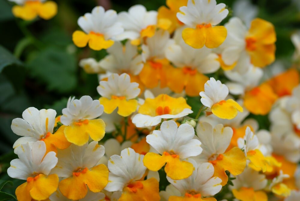 Цветок  немезия : описание, фото, выращивание из семян, посадка и уход