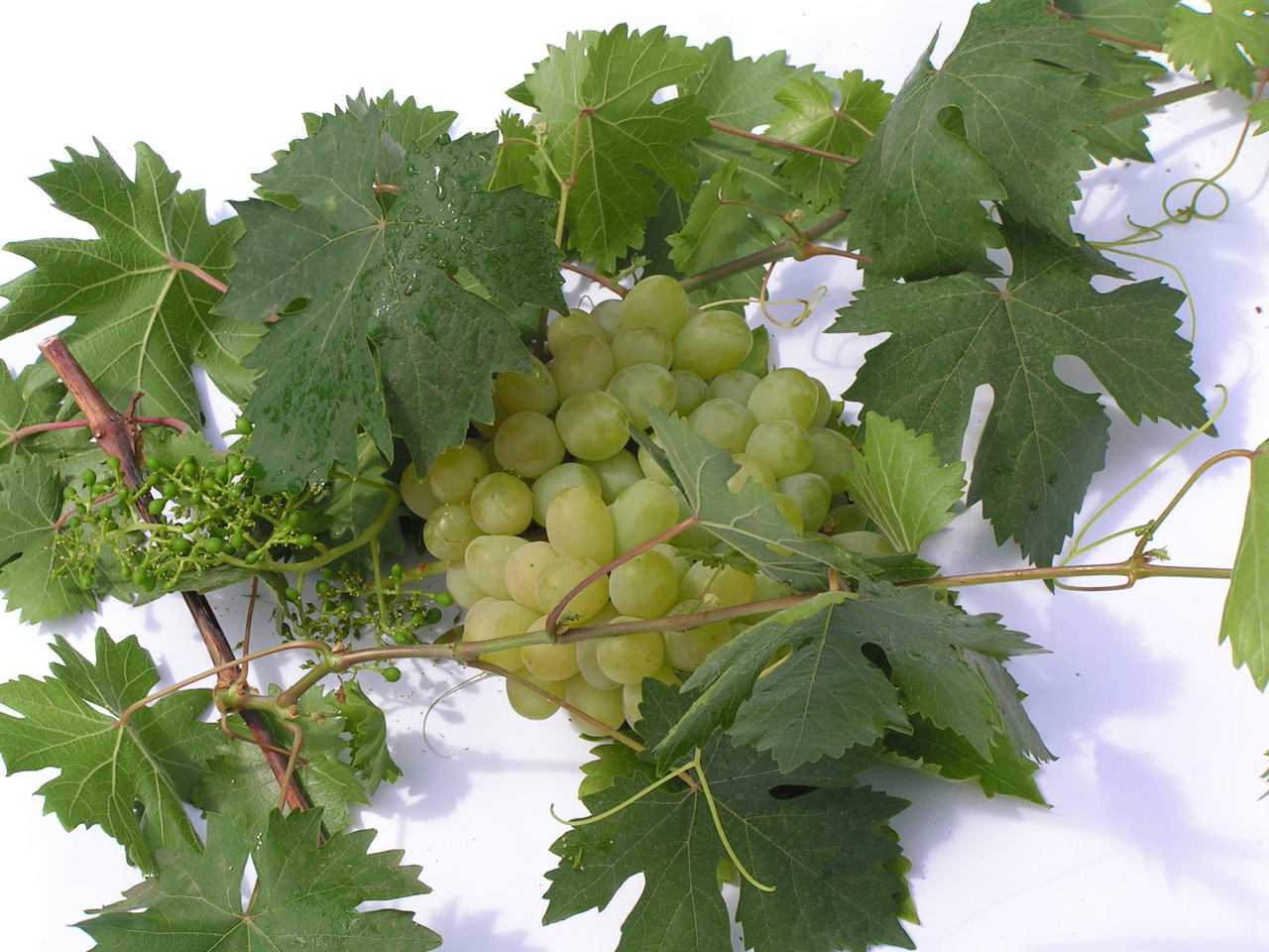 Описание сорта винограда Алешенькин, посадка весной, выращивание и уход