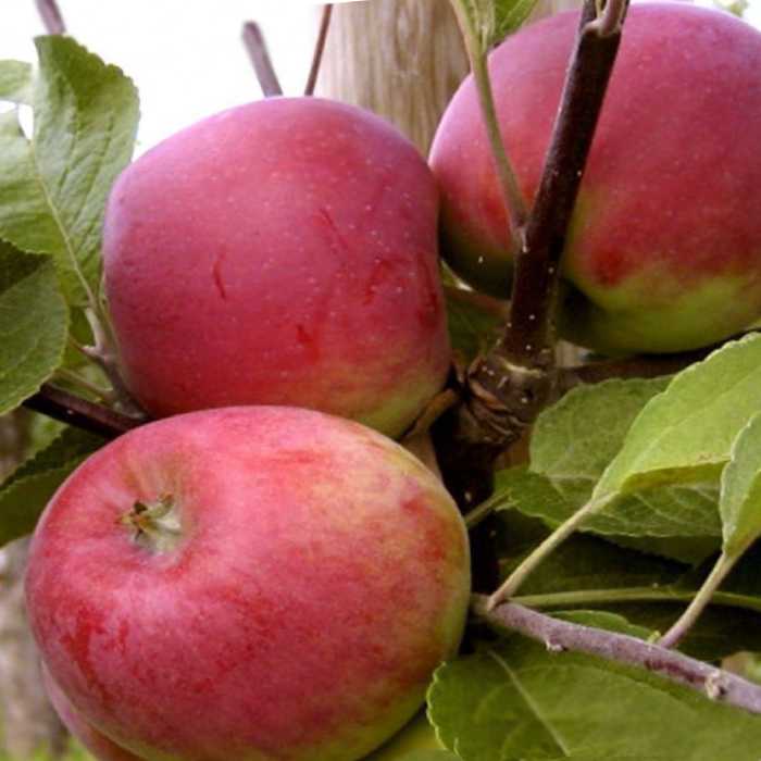 Особенности выращивания и правила ухода за сортом яблони приземлённое