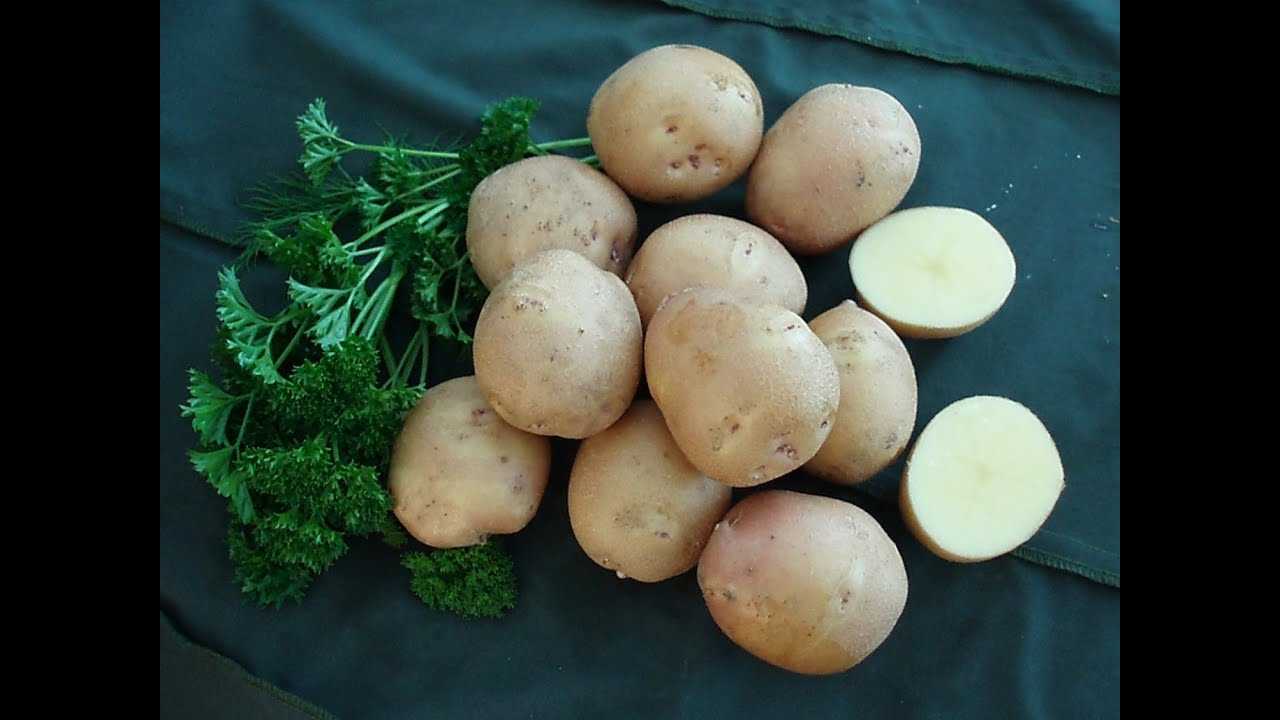 Картофель сорт Ирбитский. Сорт картофеля Сорая. Ранние сорта картофеля.