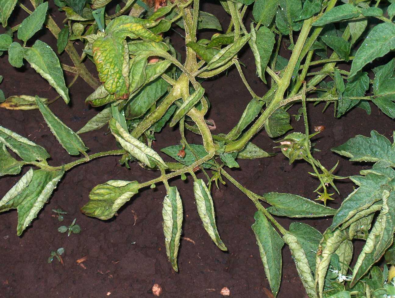 Почему скручиваются листья у рассады помидор в теплице что делать фото