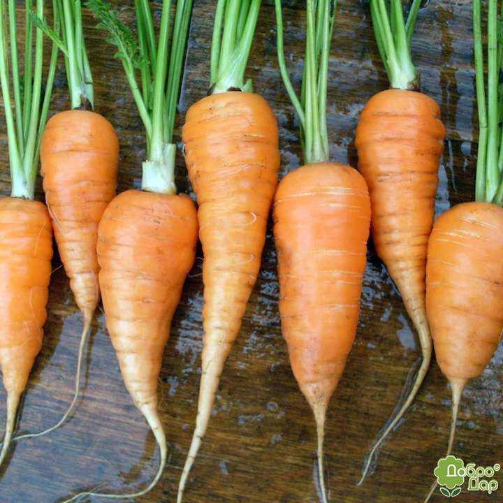 Скороспелые гибриды моркови: шантане, кордоба, ред коред