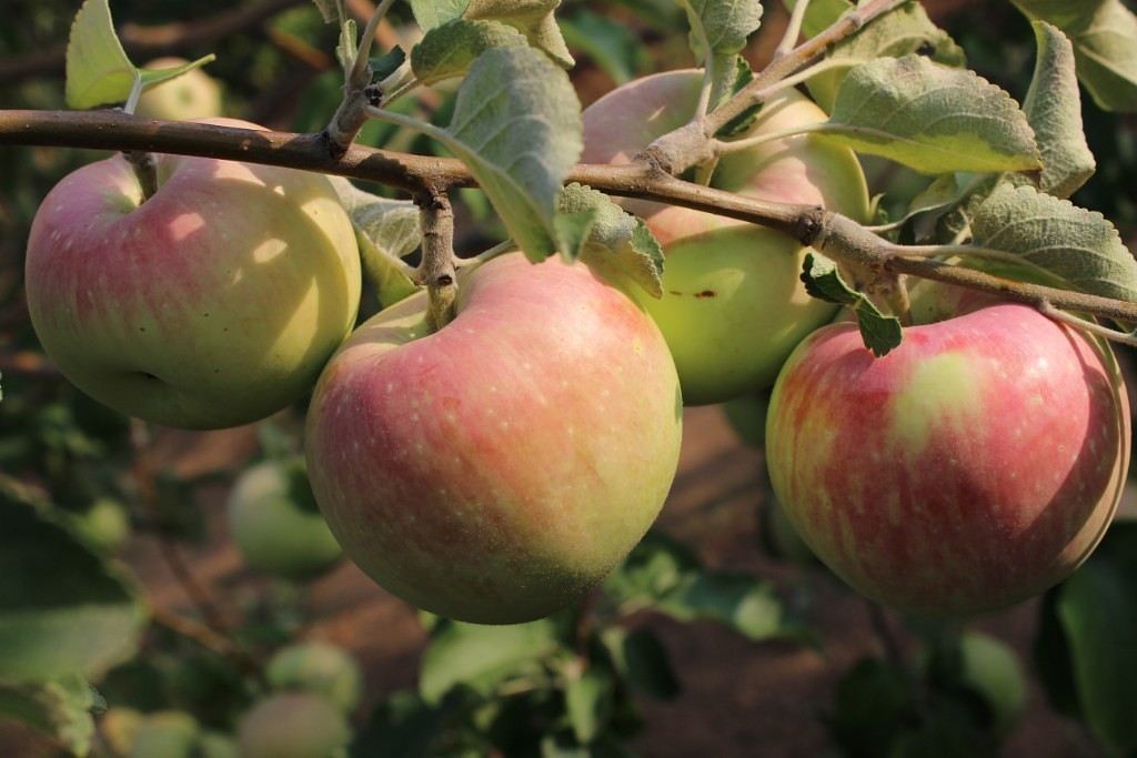 Сорт яблони пионерка фото и описание
