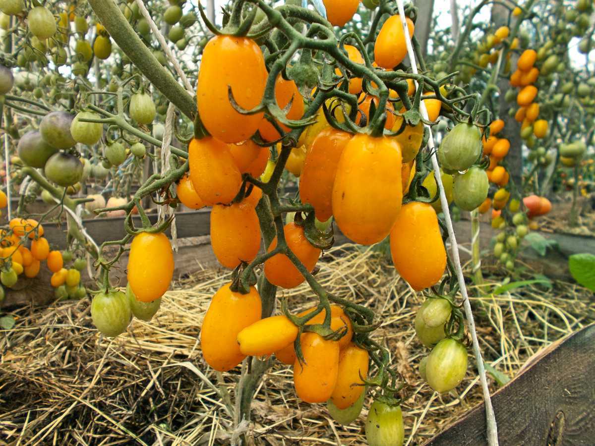 Томат "финик желтый": описание сорта, особенности ухода, фото помидоры