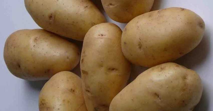 Сорт картофеля зорачка: описание, посадка и уход