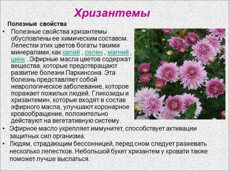 Многолетние садовые хризантемы