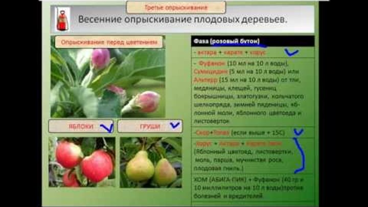 Чем обрабатывать яблони ранней весной от вредителей и болезней
