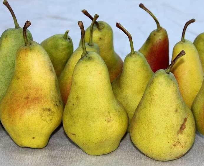 Груша
