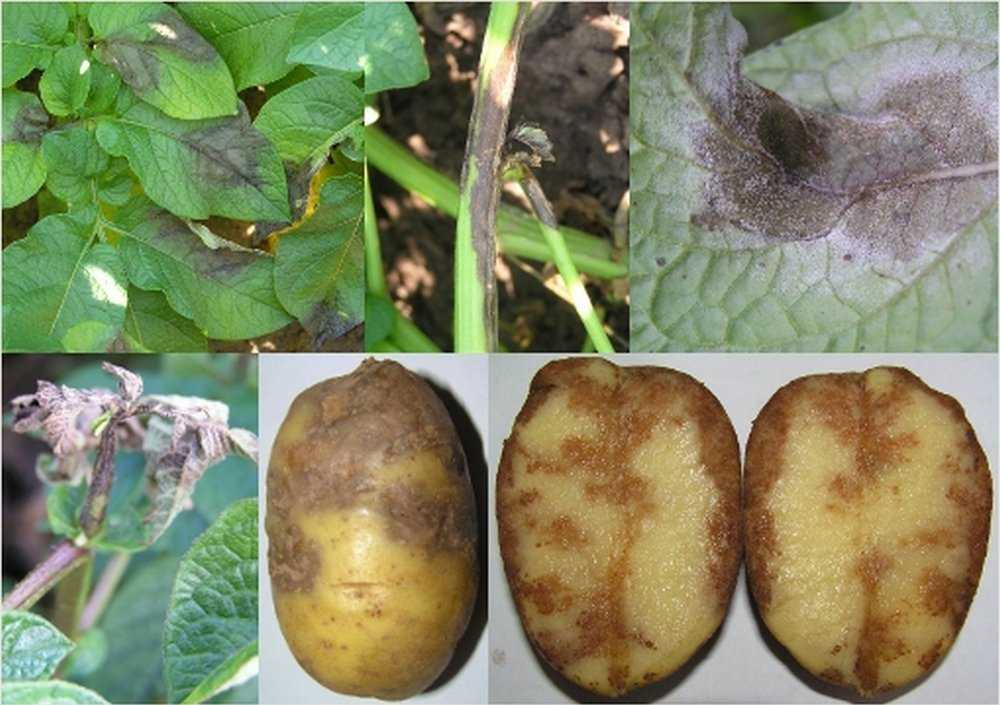 Фитофтороз картофельный: как бороться, чем обрабатывать, как защитить