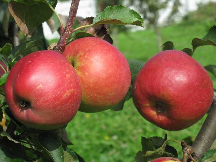 Особенности посадки яблони антоновка