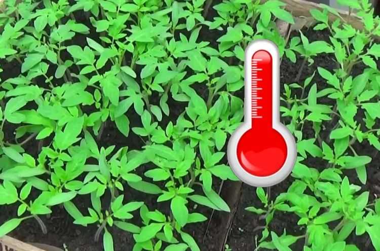 Какую температуру выдерживают помидоры в открытом грунте ночью: оптимальные температуры грунта и воздуха для роста томатов
