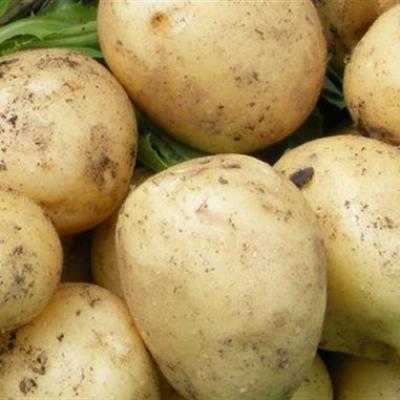 Особенности выращивания сорта картофеля вега