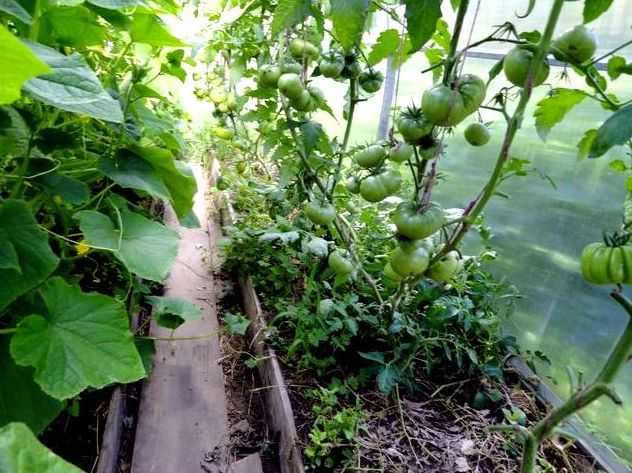 Огурцы и томаты в одной теплице: особенности, достоинства и недостатки совместных посадок