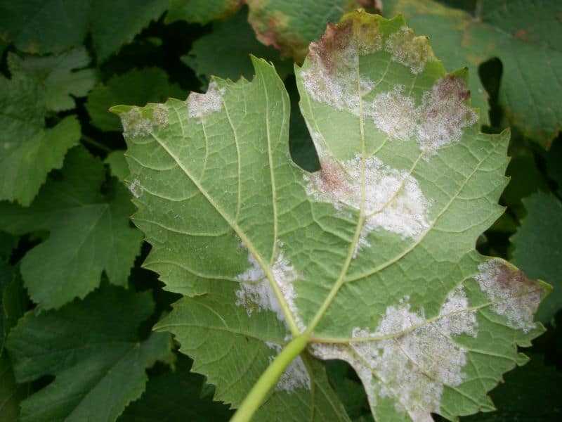 Пятна на листьях винограда: что делать и чем лечить?