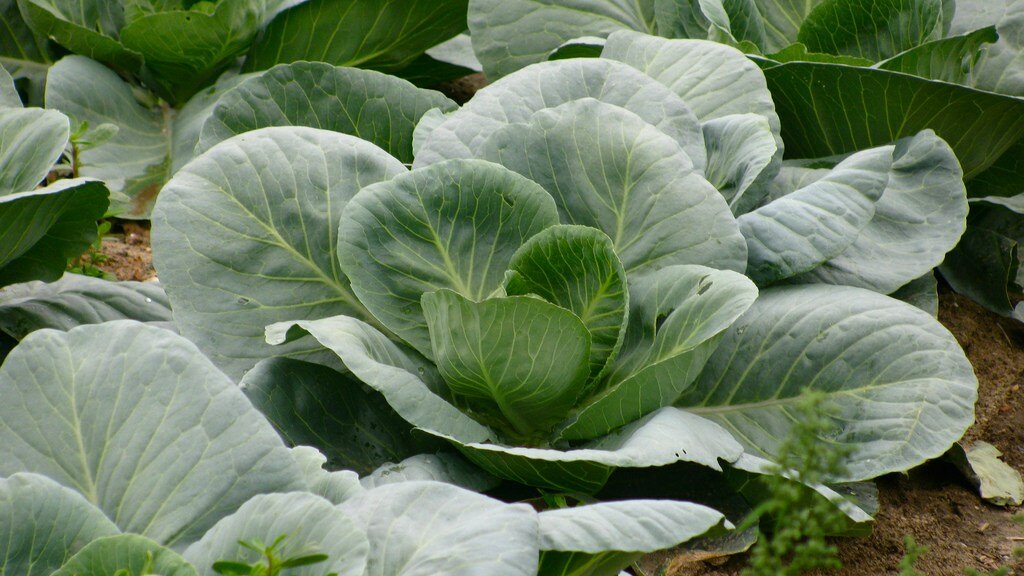 Все ли вы знаете о капусте? 13 важных вопросов о семенах, рассаде и уходе