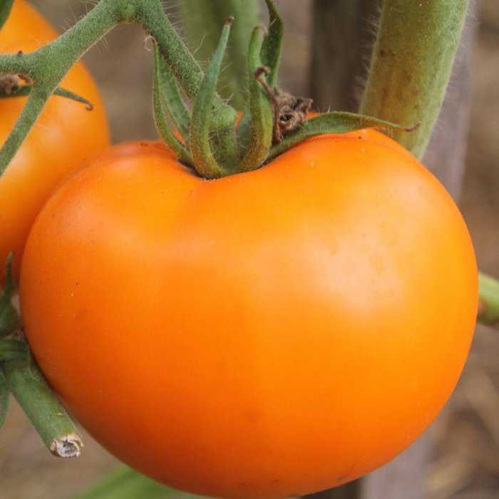 Сорт томата «сахарный гигант»