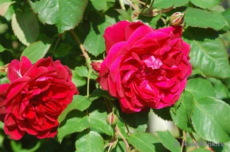 Канадские розы: фото сортов, морозостойкость селекции