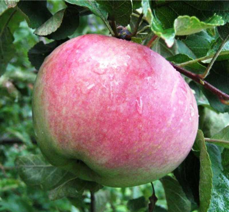 Апорт (сортотип яблони) — википедия переиздание // wiki 2