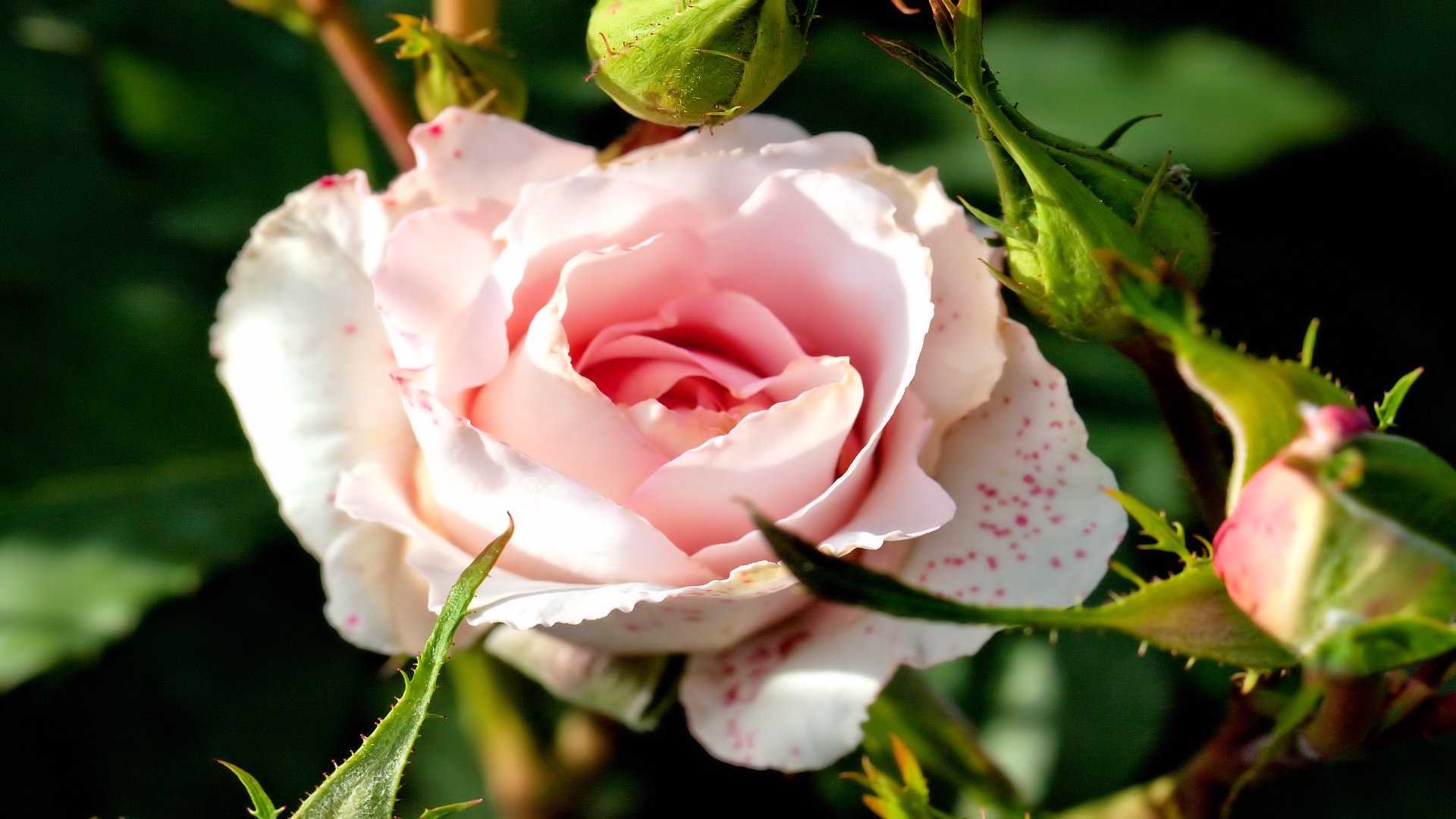 Заставки на рабочий стол природа цветы розы
