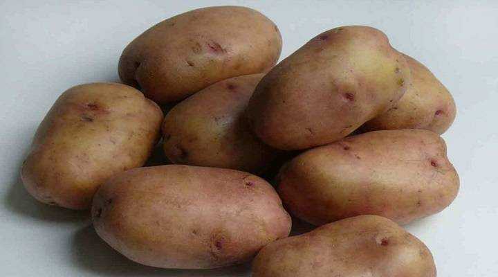 Сорт картофеля жуковский ранний фото. Картофель Жуковский ранний.