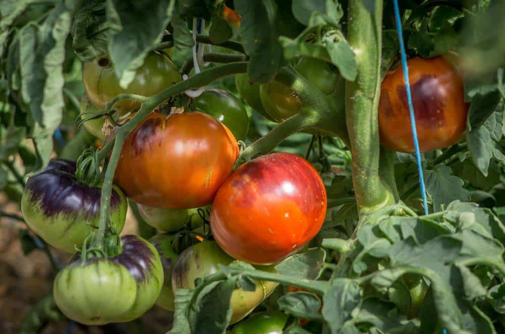 Описание сорта томата тигренок и особенности выращивания
