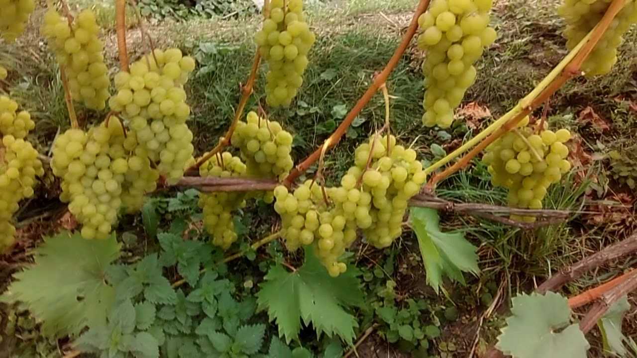 Сорт винограда дружба: описание, особенности ухода и выращивания