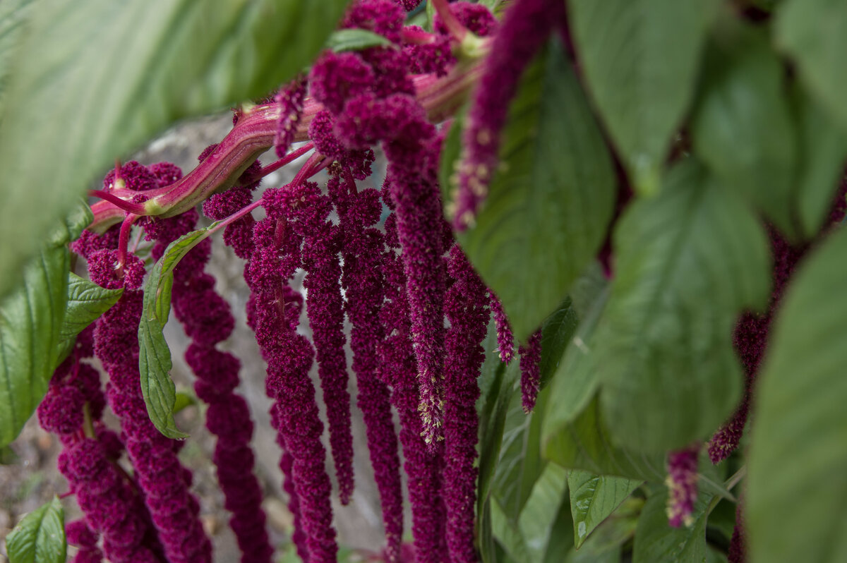 Amaranthus pictures of 15 Red