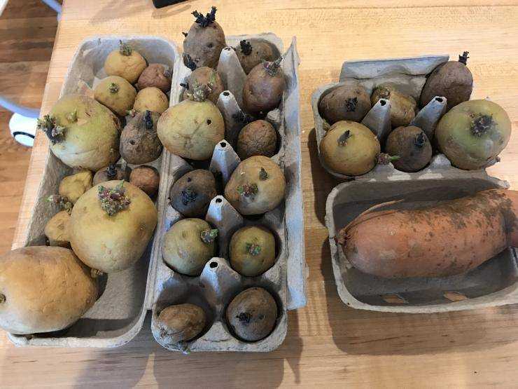 Обработка картофеля перед проращиванием. Надрез картофеля. Кербовка картофеля. Семенной картофель в ящике. Пророщенные клубни картофеля.