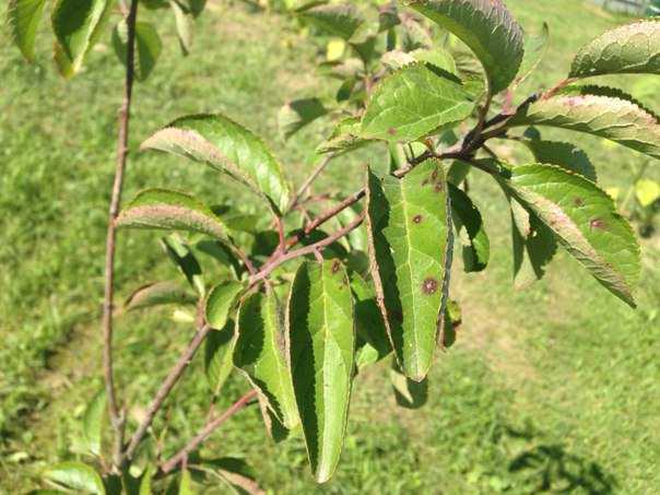 4 причины, почему скручиваются листья на плодовых деревьях и как с этим бороться
