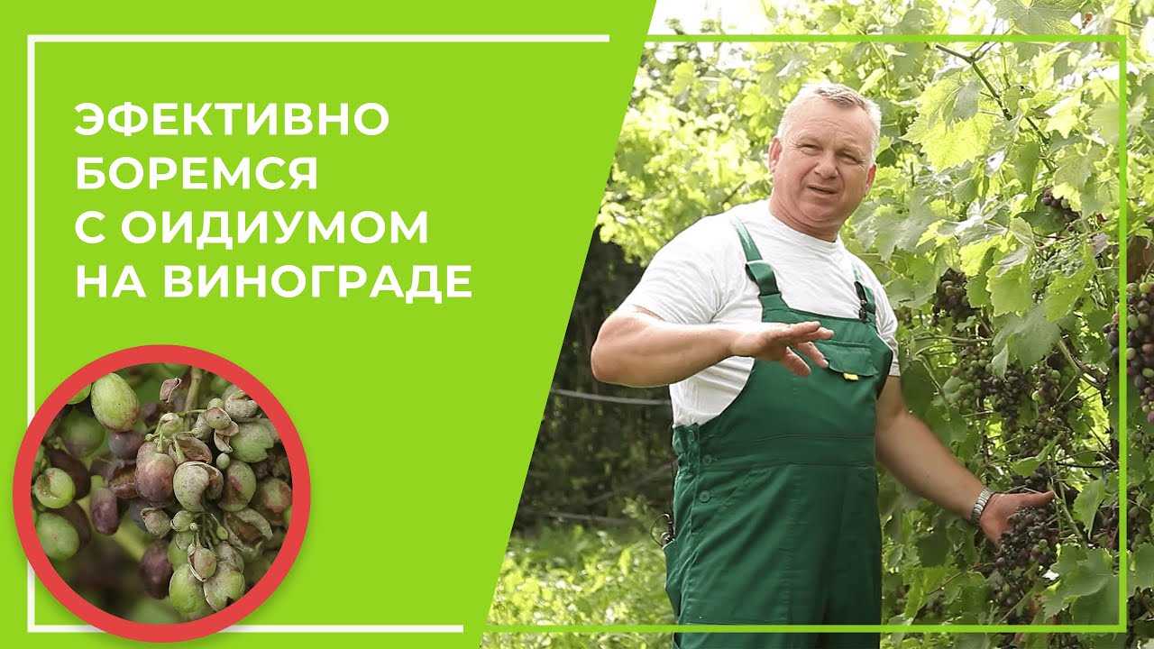 Оидиум препараты для винограда. Препараты от ОИДИУМА на винограде. Меры борьбы с оидиумом. Обрабатывает виноград. Виноградный зудень.