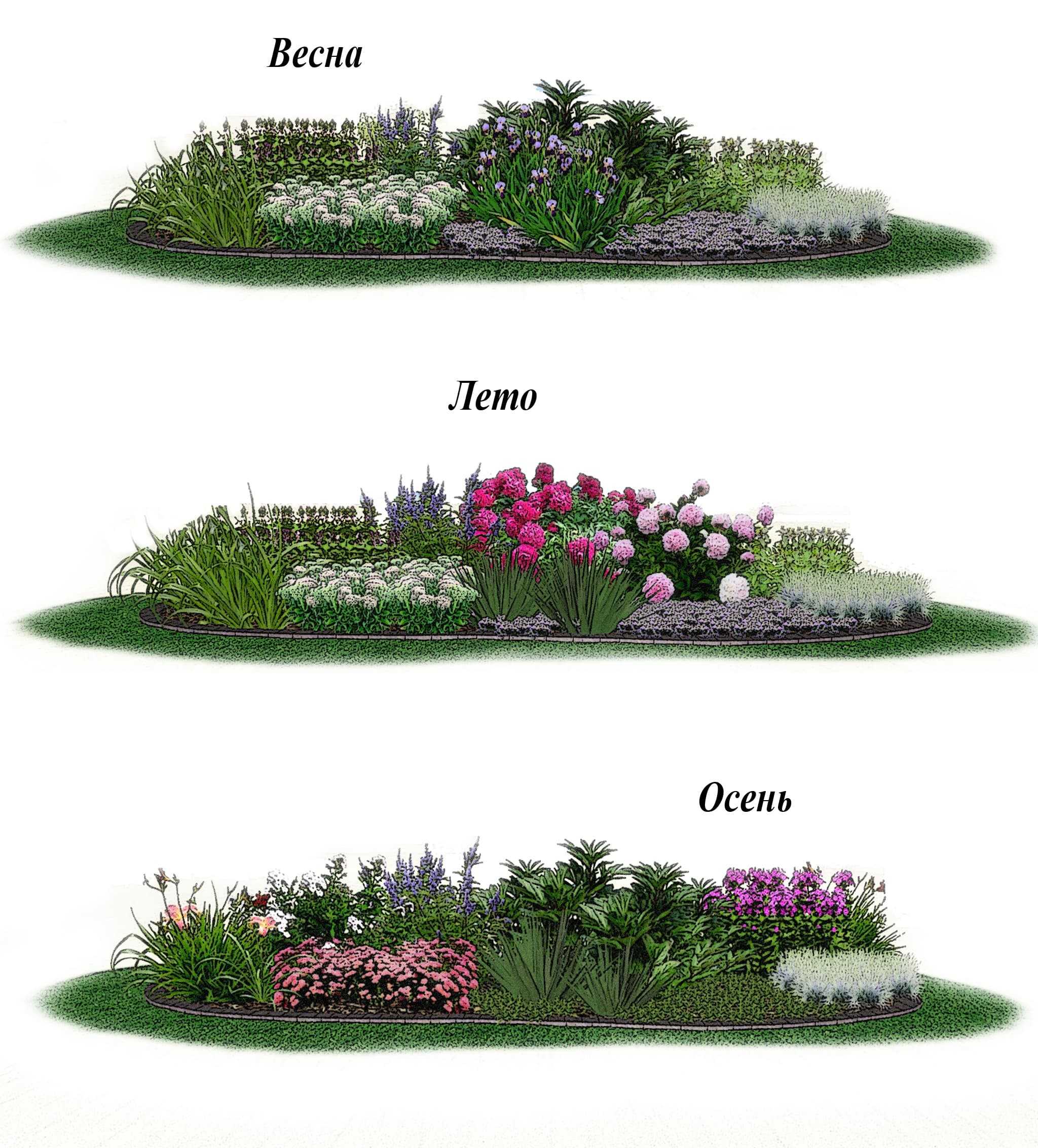 Пионы: посадка и уход. инструкция как вырастить из саженца, 110 фото красивых цветов