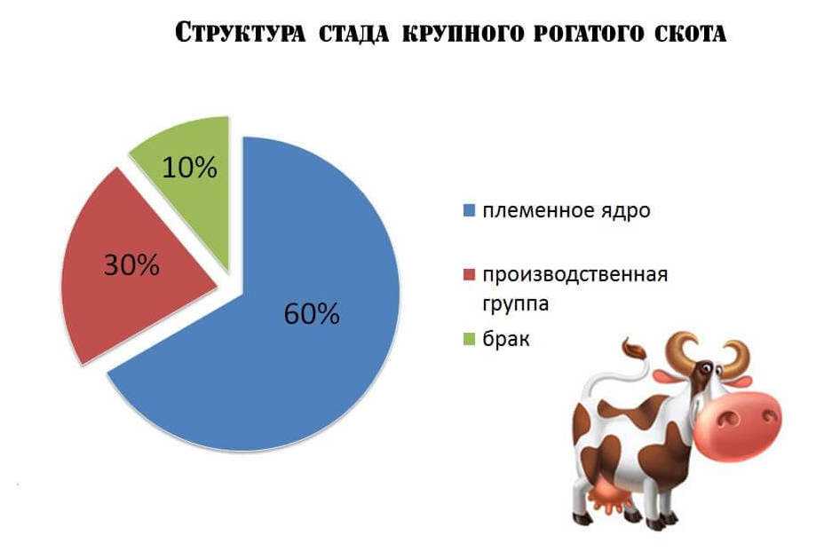 План о крупном рогатом скоте