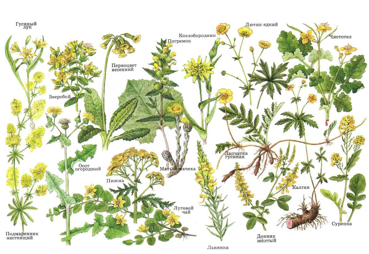 Луговые и полевые цветы: список названий и фото растений