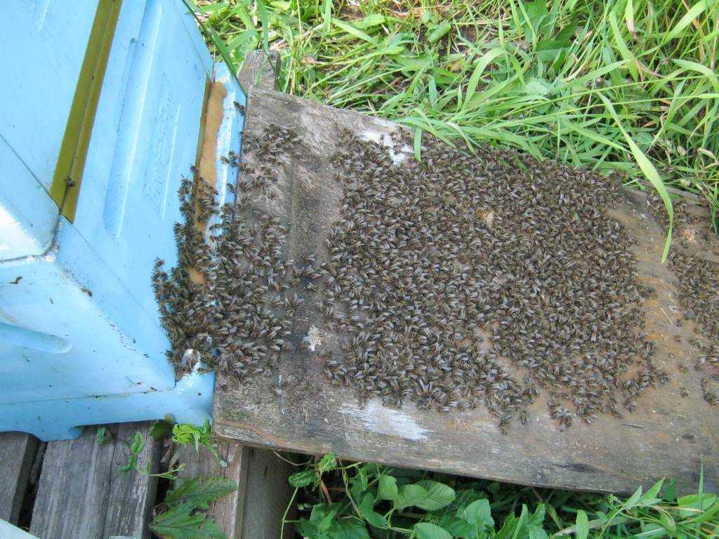 Простые отводки пчел. Отводок пчел. Объединение пчелосемей. Улей для отводков. Ульи для отводков пчел.