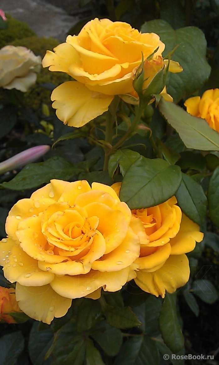 Прекрасные розы керио: описание и фото сорта, цветение и использование в ландшафтном дизайне, уход и другие нюансы