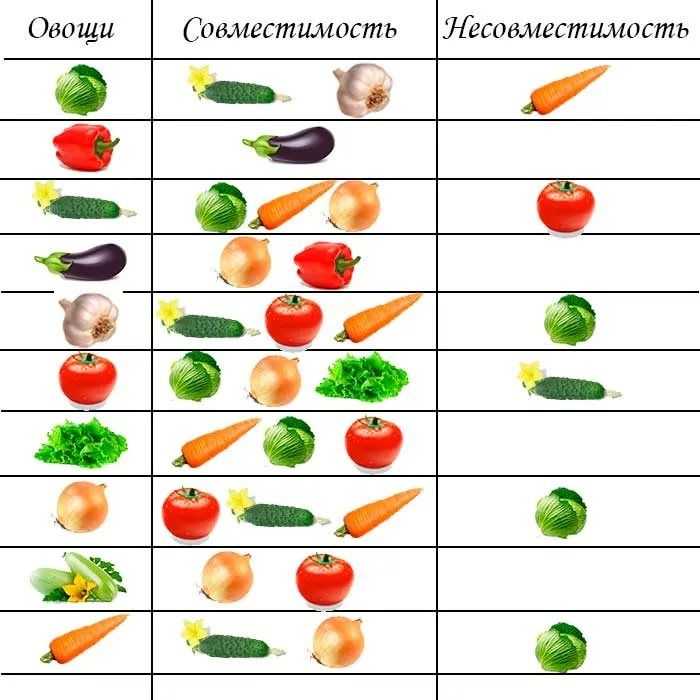 Таблица совместимости овощей и трав на грядке