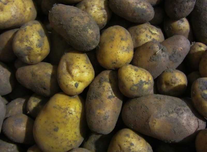 Картофель "леди клэр" (леди клер) -  описание сорта, его точная характеристика и фото