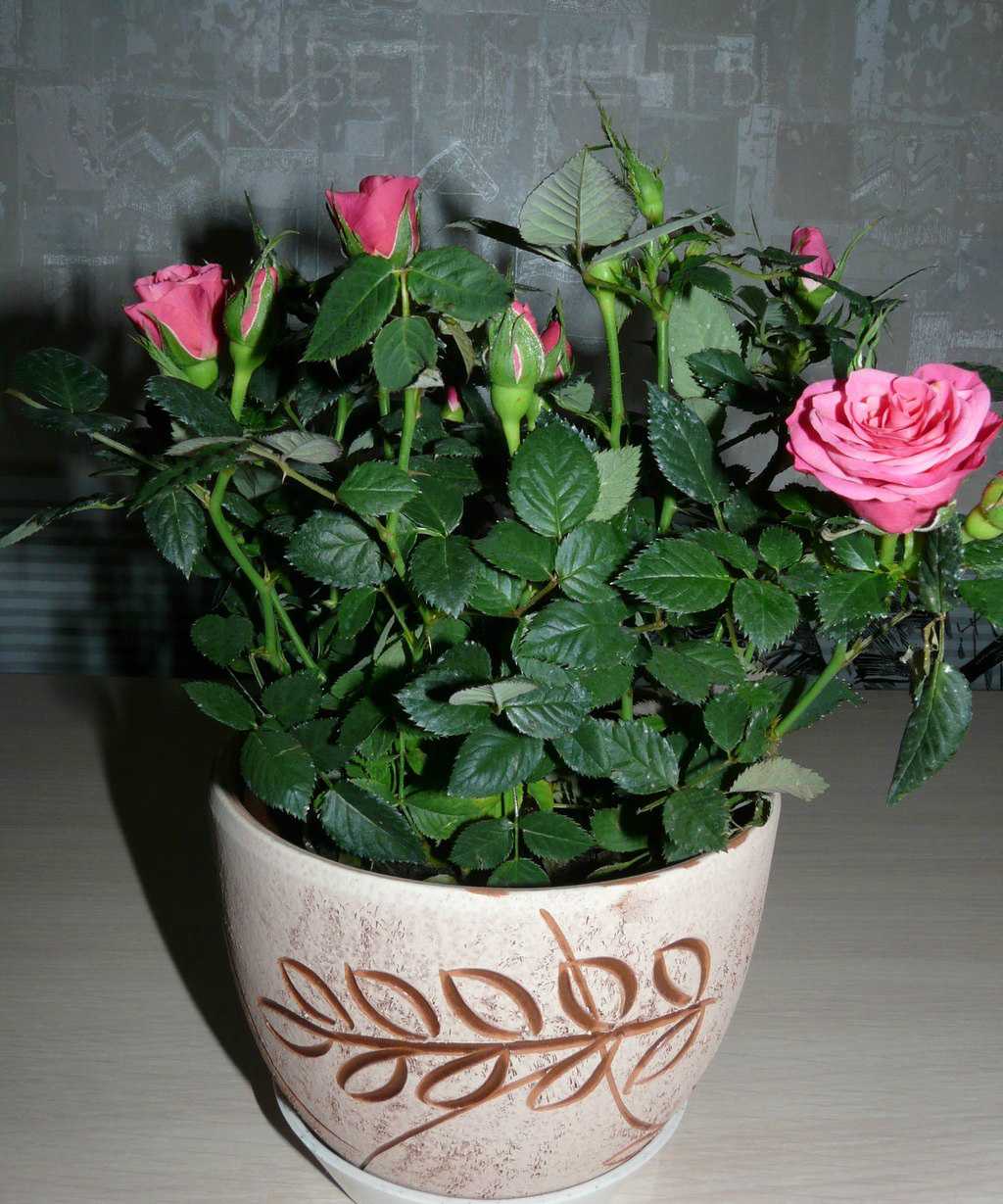Миниатюрные розы в горшках – уход в домашних условиях