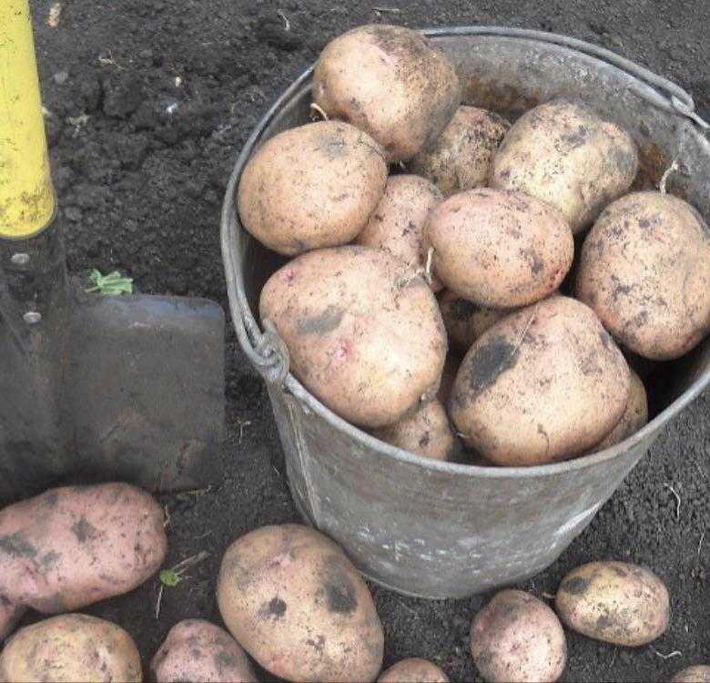 Картофель императрица: характеристика и особенности выращивания сорта