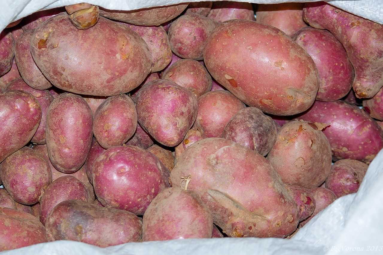 Сорт картофеля Журавинка