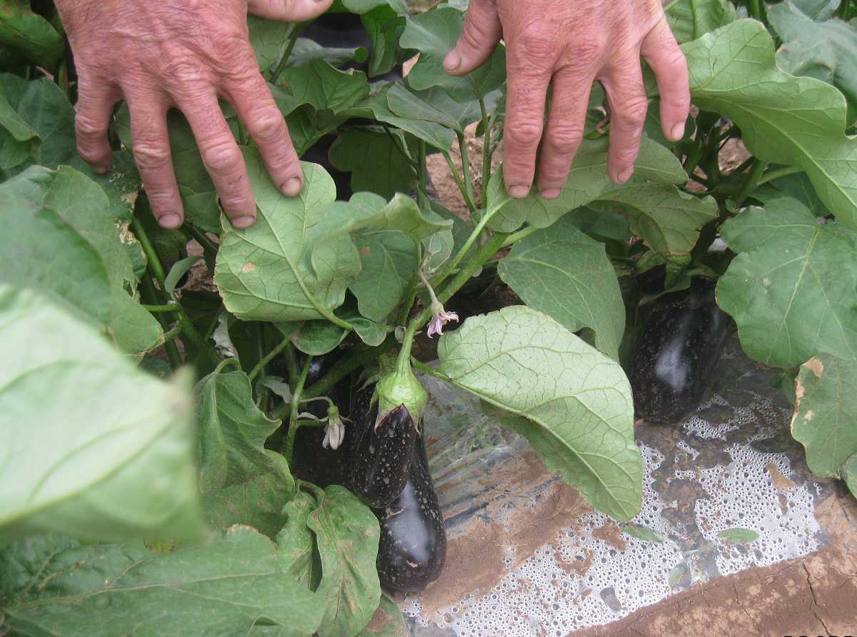 Баклажаны в теплице: с чем сажать — с огурцами, помидорами или перцем?