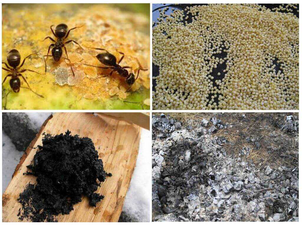 Борьба с муравьями в доме