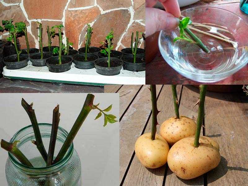 Как укоренить розы из черенков в картошке в домашних условиях: правильный способ выращивания