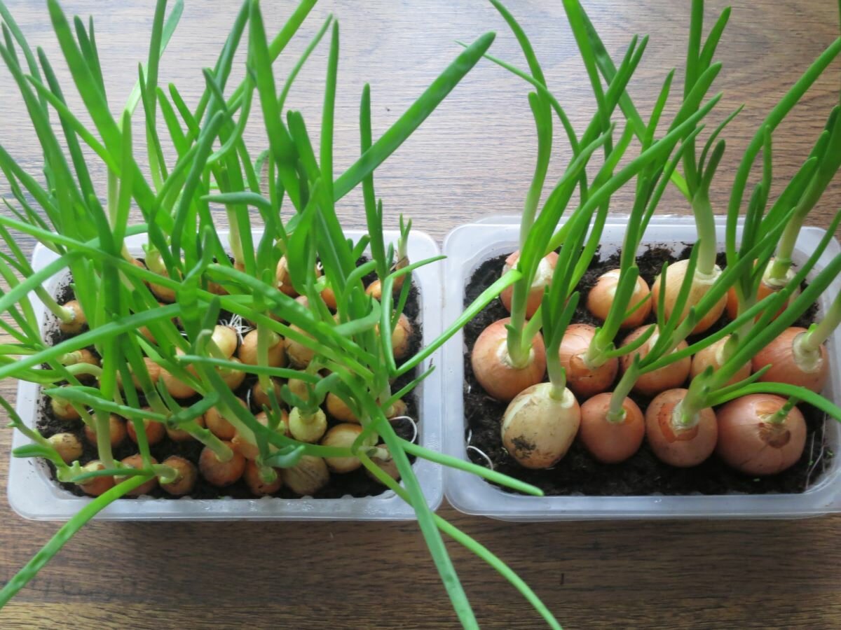 О высаживании лука севка дома: как посадить лук в бутылке на зелень дома
