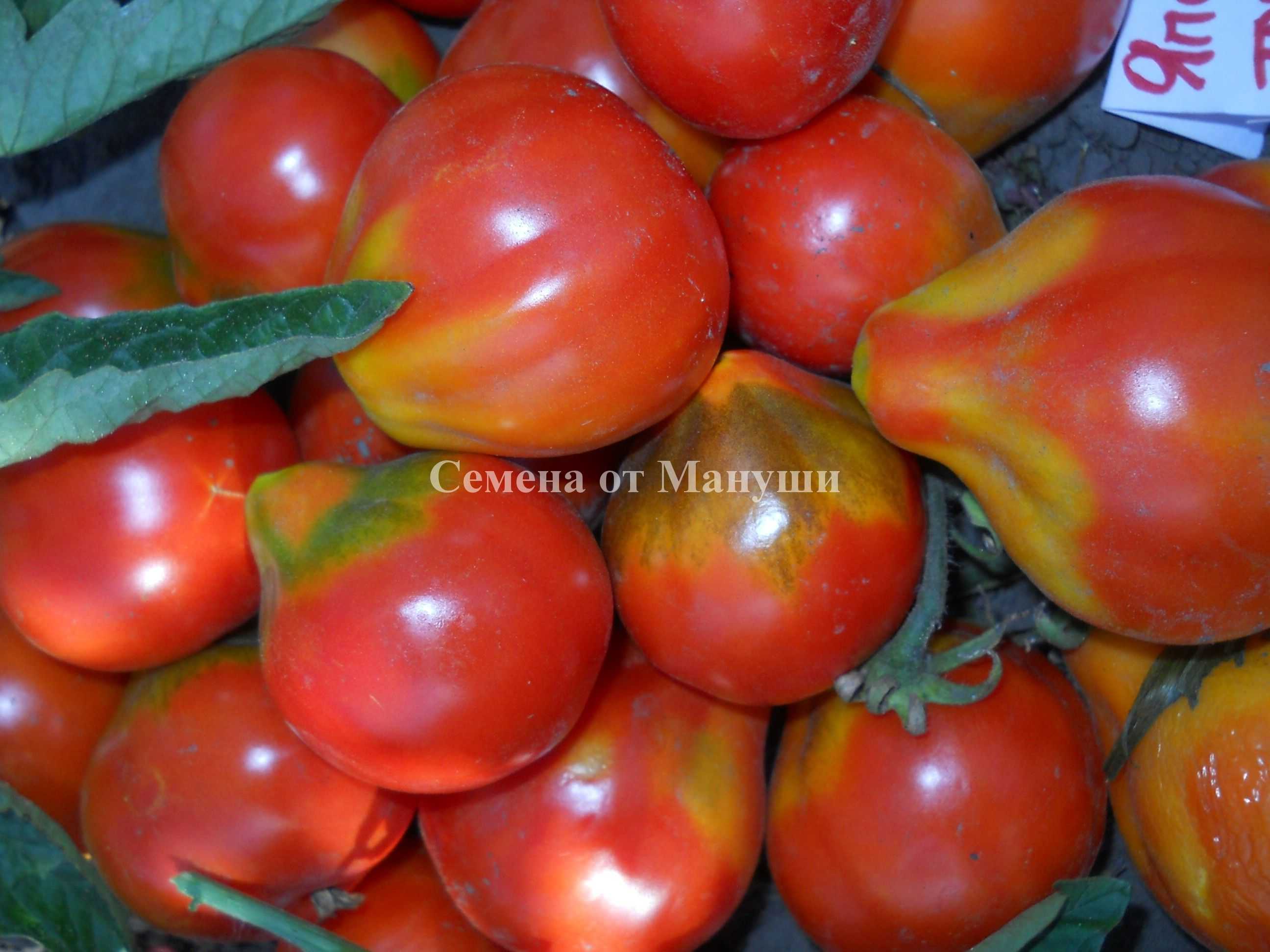 Выращивание томата японский трюфель