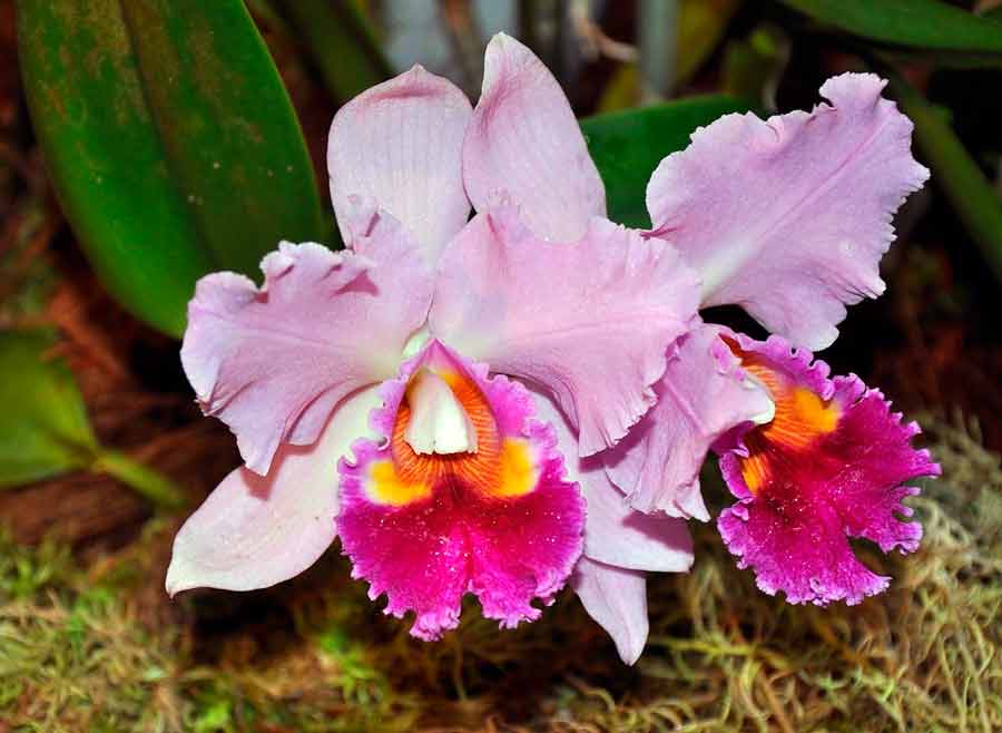 Каттлея орхидея уход в домашних условиях и выращивание с фото пошагово